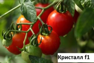 Dyrkning, karakteristika og beskrivelse af tomatsorten Crystal F1
