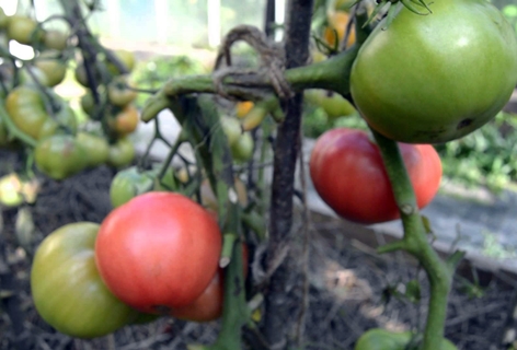 tomaten roze wangen in de tuin