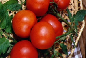 Đặc điểm và mô tả của giống cà chua Lakomka