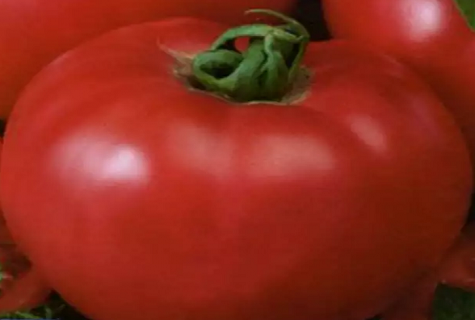 bestemmende tomat