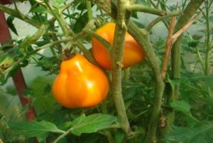 Egenskaber og beskrivelse af tomatsorten Lampe (pære, Aladdins lampe)