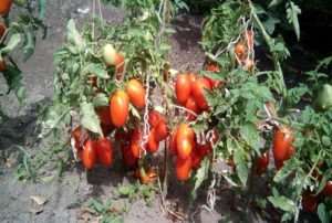 Tomaattilajikkeen Lel kuvaus ja ominaisuudet
