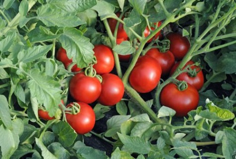 paradajka v tráve