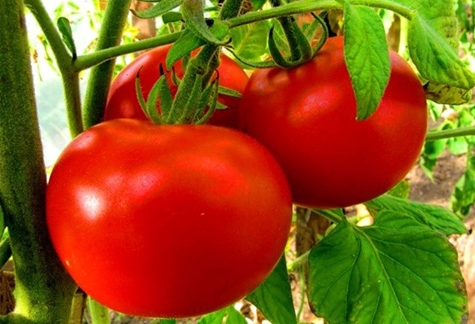 pomidorų džemo išvaizda