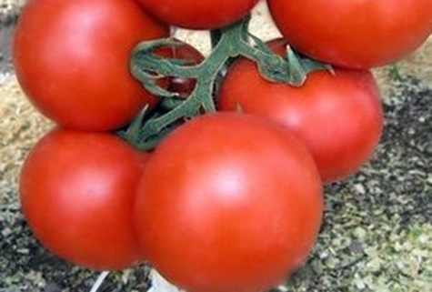 paradajkové kríky Ekaterina