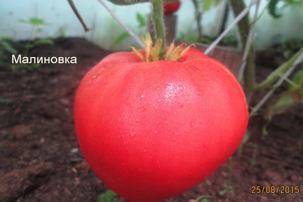 vlažna rajčica