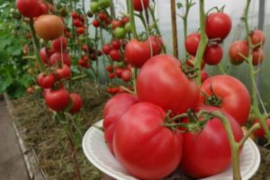 Tomaattisen Robin-lajikkeen ominaisuudet ja kuvaus