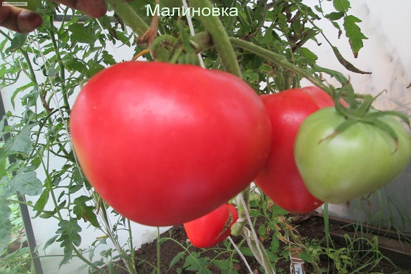 pomidorai namuose