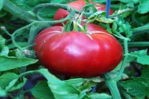 Tomaattilajikkeen Raspberry Paradise ominaisuudet ja sato