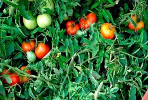 Opis i cechy odmiany pomidora Money tree