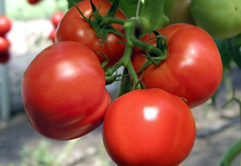 krzewy pomidorów Martha F1