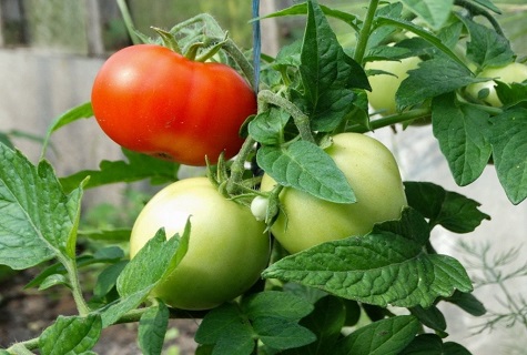 tomates maduros y verdes