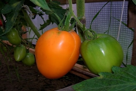 tomater i et drivhus