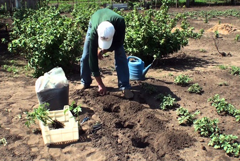 plantant tomàquets a terra