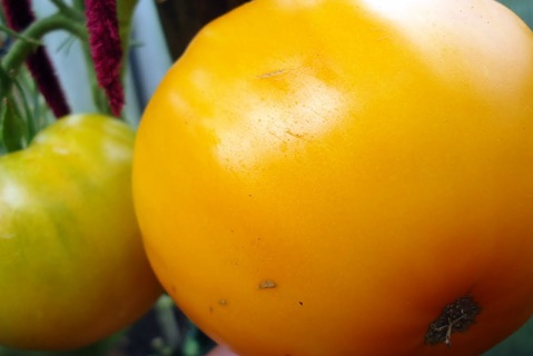 açık alanda domates kral bal