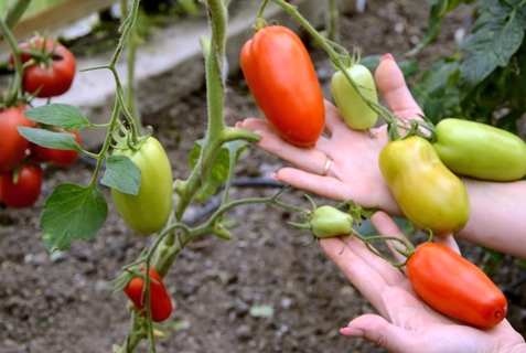 Hypil tomatenstruiken