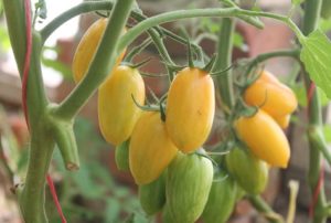 מאפיינים ותיאור של זרעי העגבניות אצבעות דבש