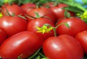 Pomidorų veislės aprašymas ir savybės Medaus kremas