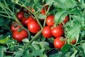 Χαρακτηριστικά της τεχνολογίας της μεθόδου Terekhin για την καλλιέργεια ντοματών