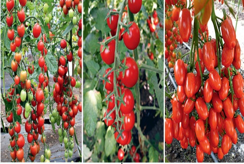 variety of tomato