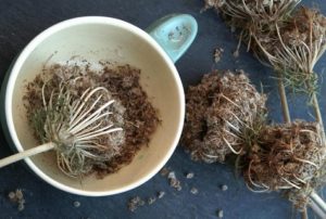How to grow carrot seeds yourself at home