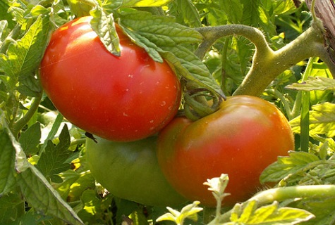 tidlig tomat