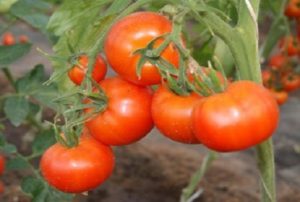 Beskrivelse og karakteristika for tomatsorten Tidlig 83