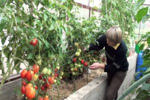 De beste rassen van laagblijvende tomaten voor een polycarbonaat kas