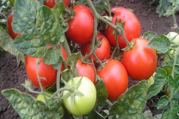 tomates de tamaño insuficiente