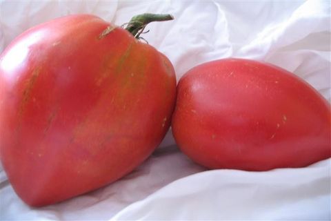 Ob kupolo pomidorai