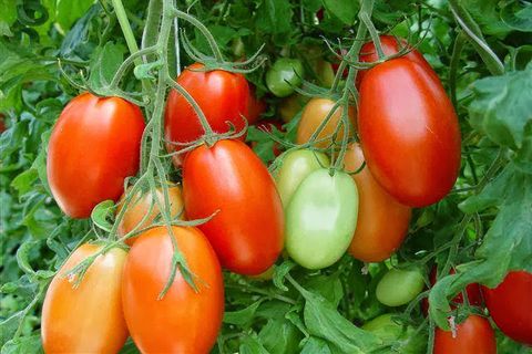 laistyti pomidorus