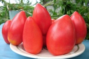 Description de la variété de tomate Ob dômes et ses caractéristiques
