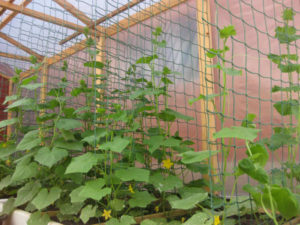 How to make a grid for cucumbers, their types and installation