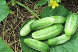 Nezhinsky salatalık çeşidinin tanımı ve özellikleri