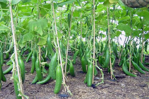 cucumbers Zozulya variety