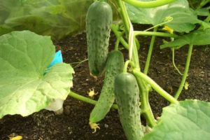 Kenmerken en beschrijving van de variëteit van Zozulya-komkommers, hun opbrengst
