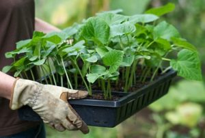 Come piantare e prendersi cura dei cetrioli correttamente in una serra