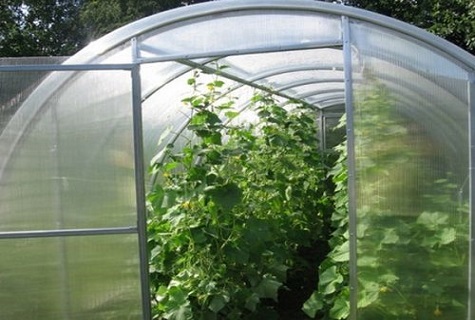 greenhouse prepared