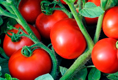 arbustos de tomate 100 por ciento f1