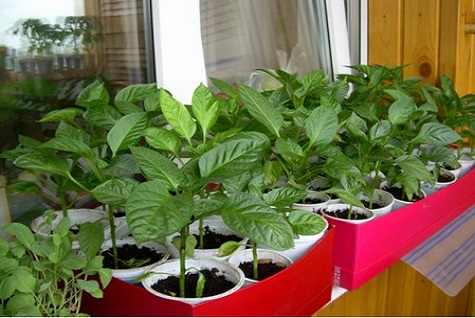 ready-made seedlings