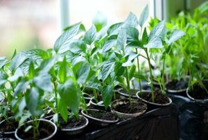 Growing chili peppers at home on a windowsill or balcony