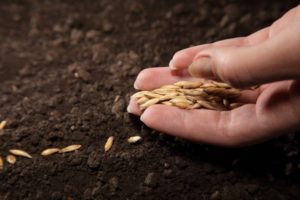 Az uborka szabad talajba ültetésének hőmérséklete és ütemezése