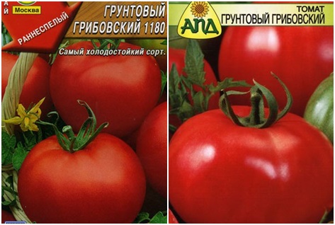 semillas de tomate hongos molidos