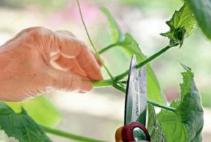 How to pinch cucumbers in the open field and in the greenhouse correctly