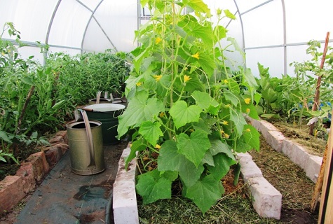 greenhouse bucket