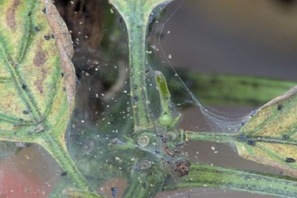pókháló a növényeken