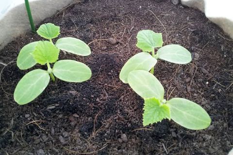 seedlings of cucumbers
