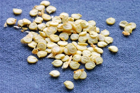 semi di peperoncino