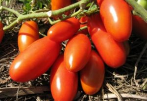 Egenskaber og beskrivelse af Gulliver-tomatsorten, dens udbytte