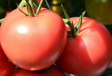 pomidorų derlius Pink Claire